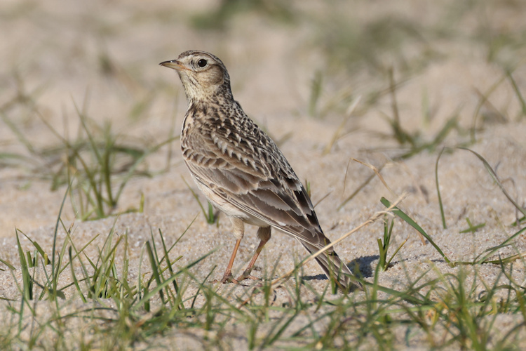 Alauda arvensis: Bild 12