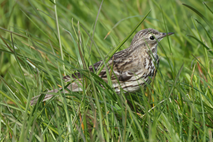 Alauda arvensis: Bild 13