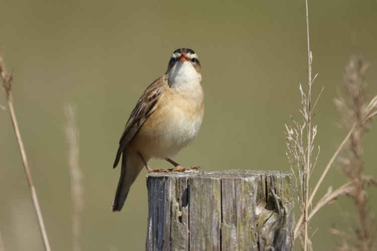 Acrocephalus schoenobaenus: Bild 1