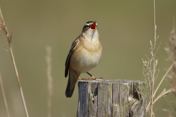 Acrocephalus schoenobaenus: Bild 4