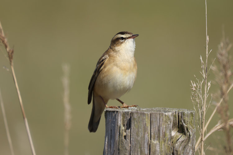 Acrocephalus schoenobaenus: Bild 5