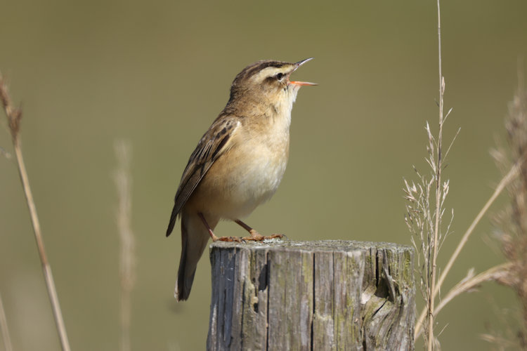 Acrocephalus schoenobaenus: Bild 6