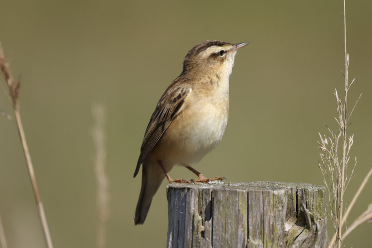Acrocephalus schoenobaenus: Bild 7