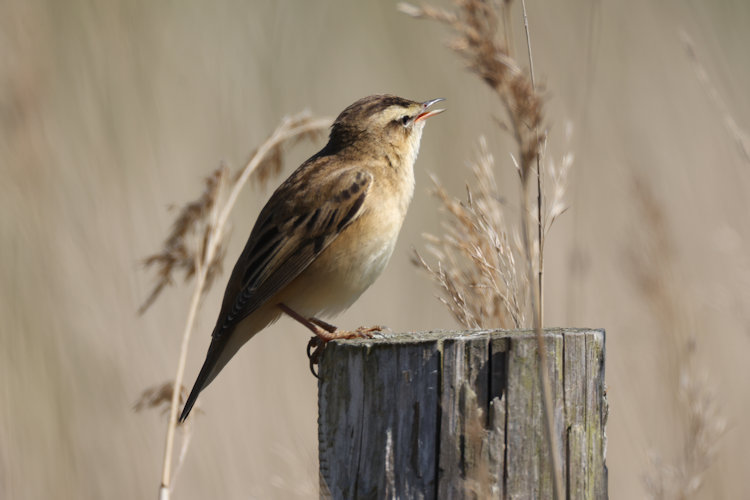 Acrocephalus schoenobaenus: Bild 8