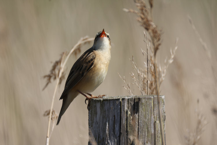 Acrocephalus schoenobaenus: Bild 9