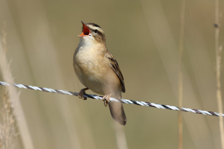 Acrocephalus schoenobaenus: Bild 11