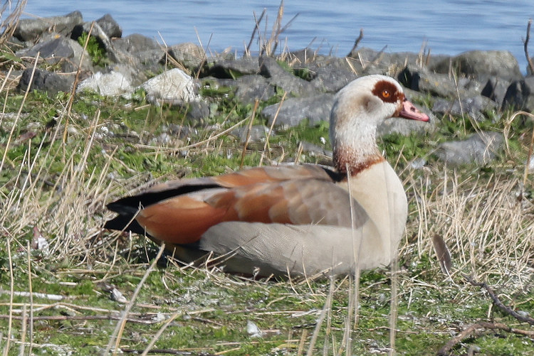 Alopochen aegyptiaca: Bild 8