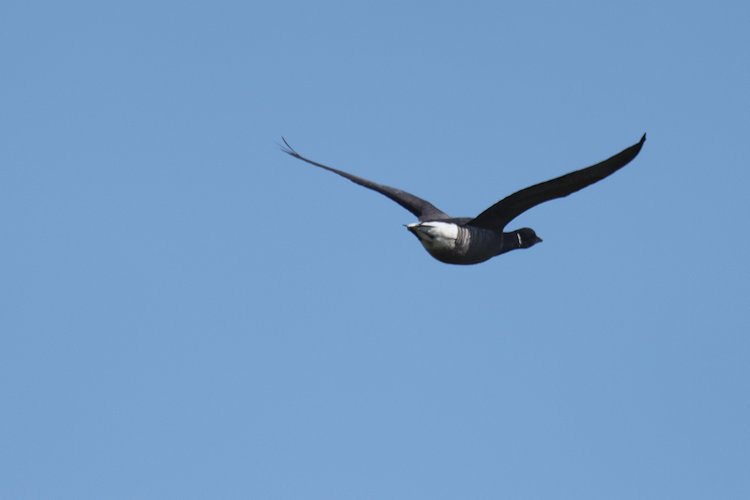 Branta bernicla: Bild 14