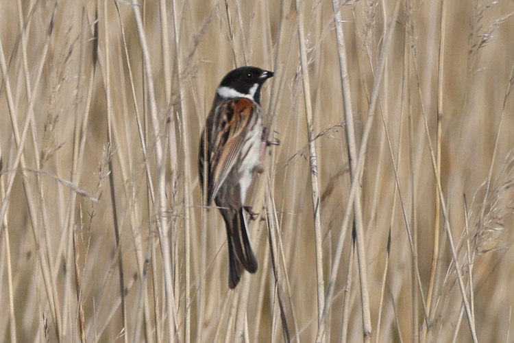 Emberiza schoeniclus: Bild 3