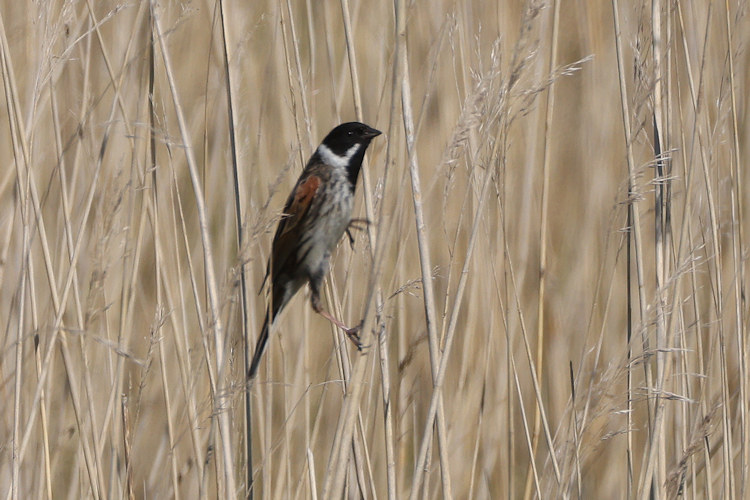 Emberiza schoeniclus: Bild 4
