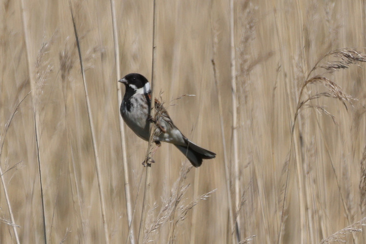 Emberiza schoeniclus: Bild 5