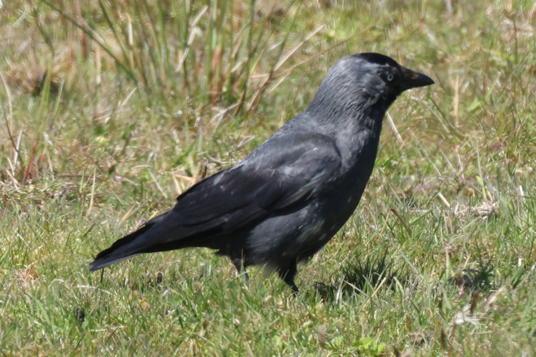 Coloeus monedula: Bild 4