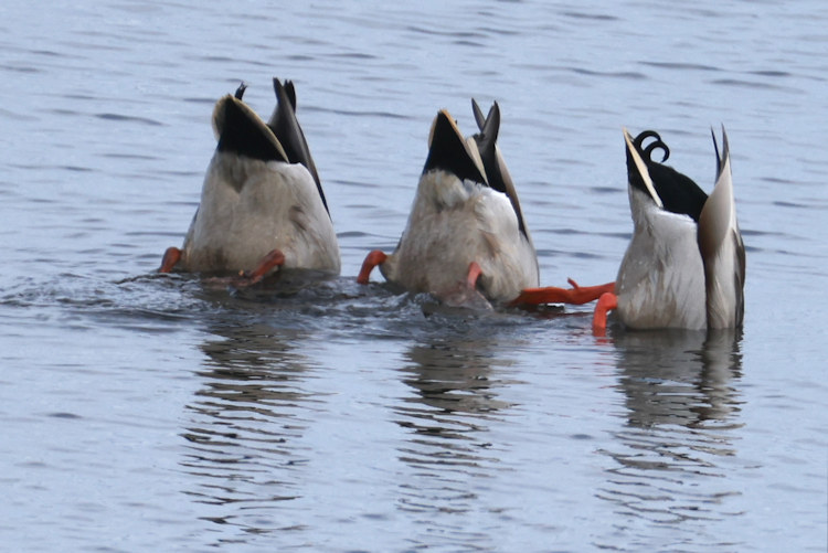 Anas platyrhynchos: Bild 22