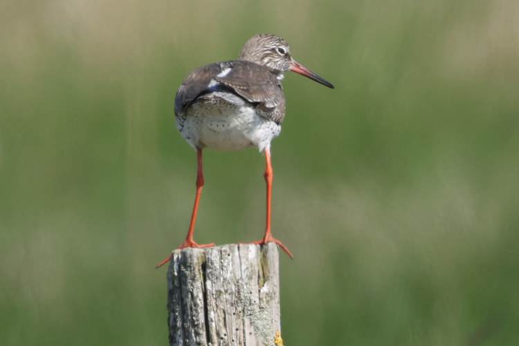 Tringa totanus: Bild 28