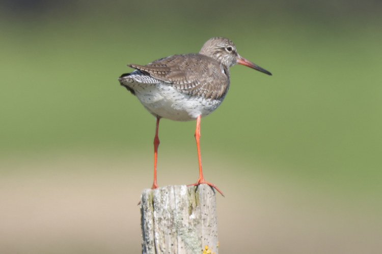 Tringa totanus: Bild 29