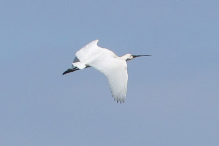 Platalea leucorodia: Bild 2