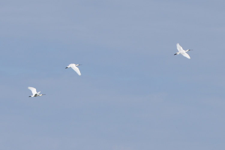 Platalea leucorodia: Bild 3