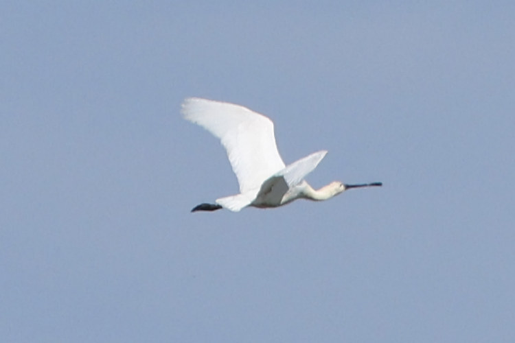 Platalea leucorodia: Bild 4