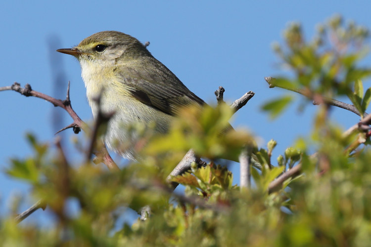 Phylloscopus trochilus: Bild 2
