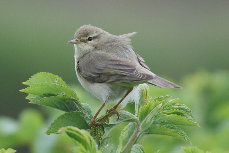 Phylloscopus trochilus: Bild 3