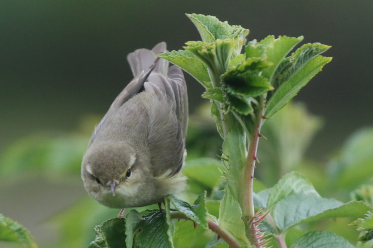 Phylloscopus trochilus: Bild 4