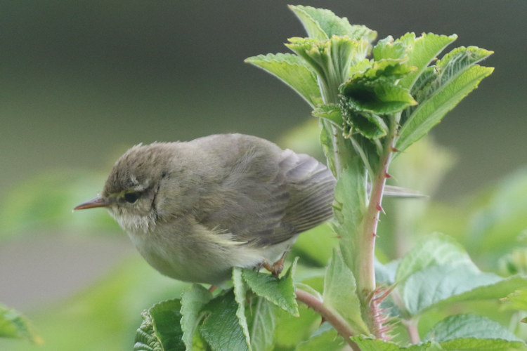 Phylloscopus trochilus: Bild 5