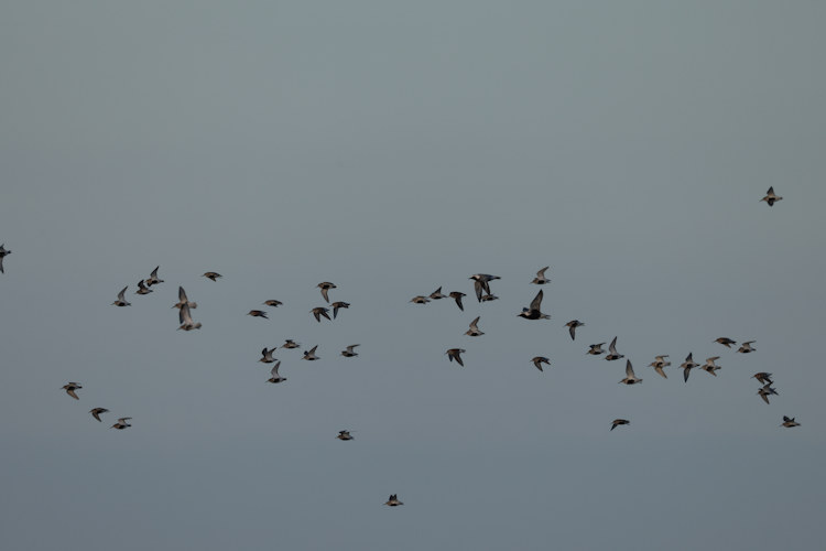 Calidris alpina: Bild 14