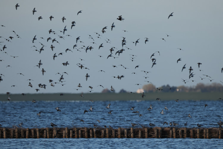 Calidris alpina: Bild 15