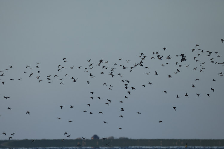 Calidris alpina: Bild 16