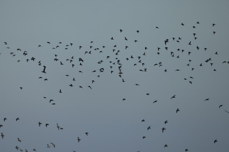 Calidris alpina: Bild 17