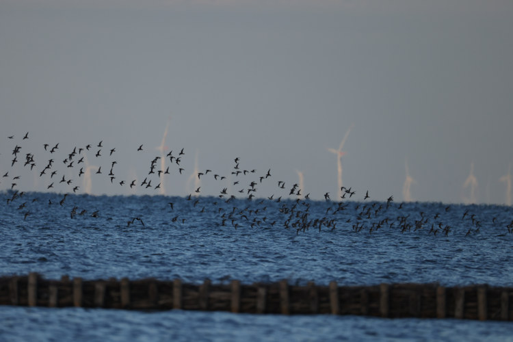 Calidris alpina: Bild 18