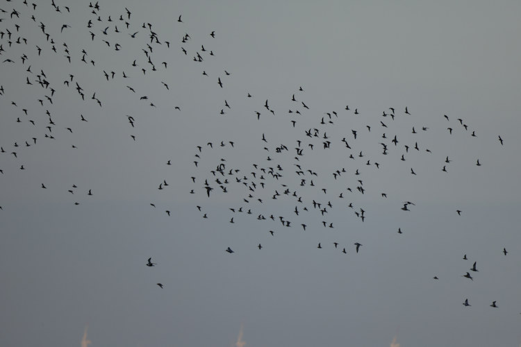 Calidris alpina: Bild 19
