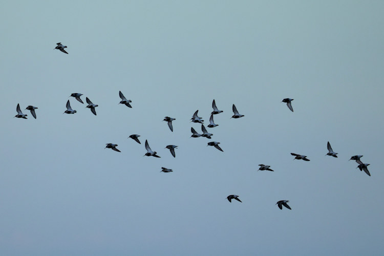 Calidris alpina: Bild 20