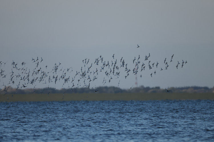 Calidris alpina: Bild 21