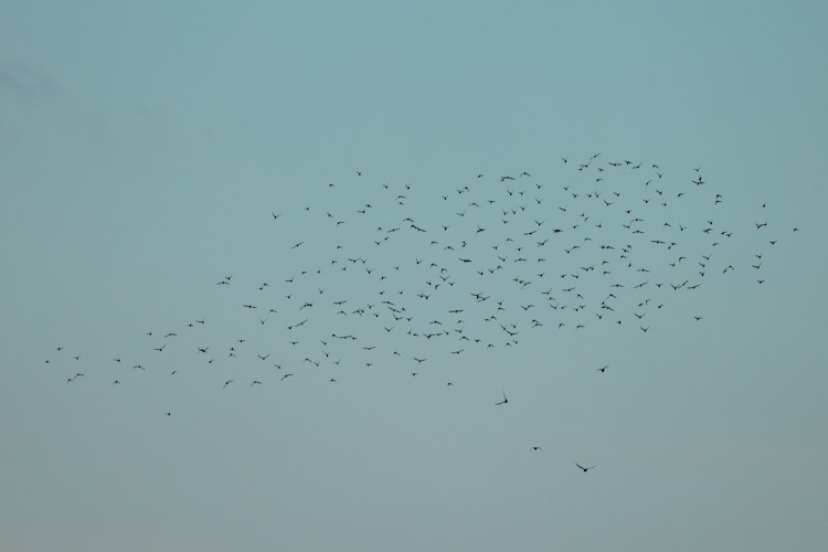 Calidris alpina: Bild 22
