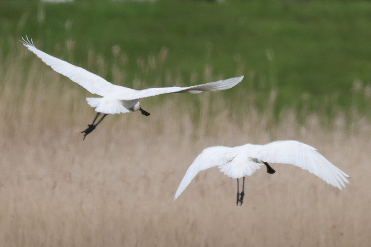 Platalea leucorodia: Bild 5