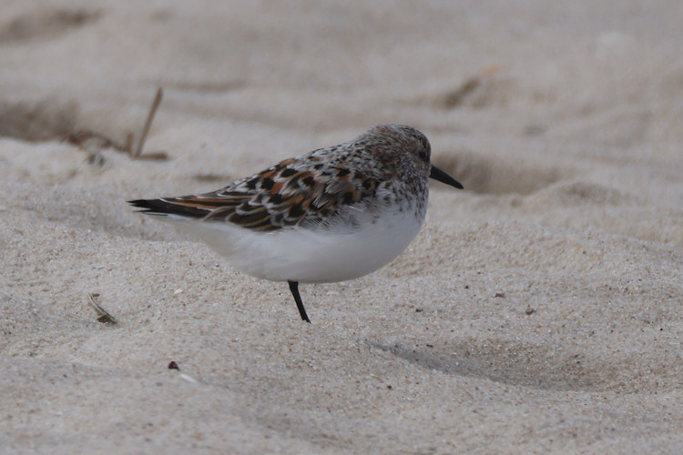 Calidris alba: Bild 1