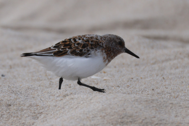 Calidris alba: Bild 2