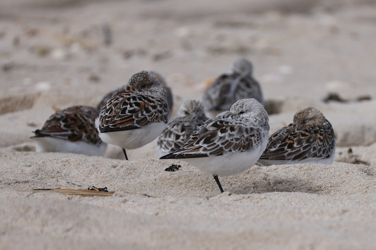 Calidris alba: Bild 3