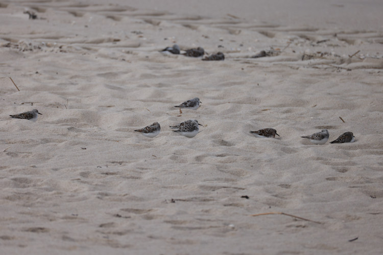 Calidris alba: Bild 4