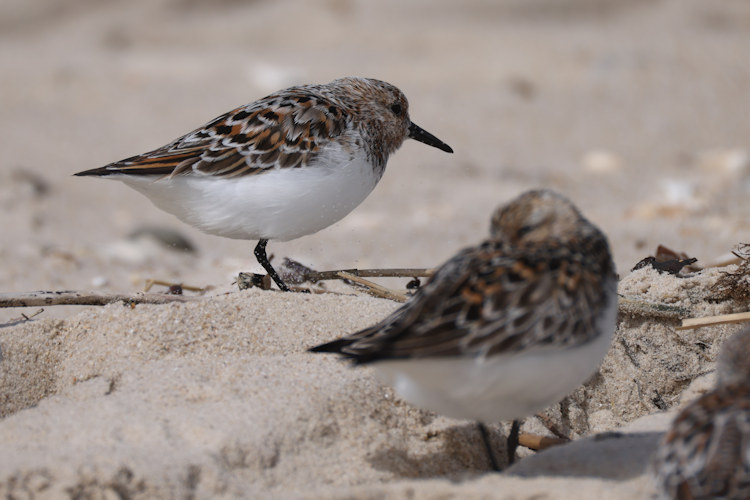 Calidris alba: Bild 5