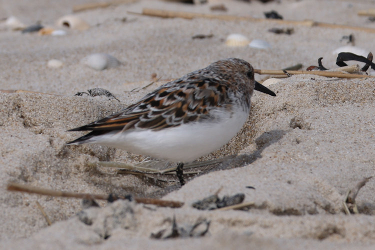 Calidris alba: Bild 6