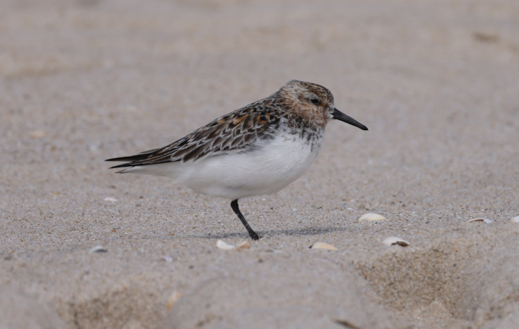 Calidris alba: Bild 7