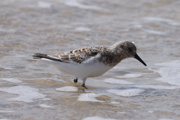 Calidris alba: Bild 8