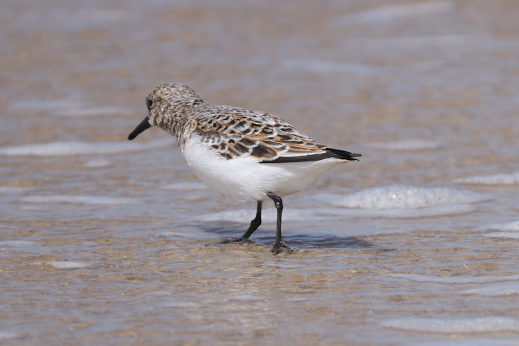 Calidris alba: Bild 9
