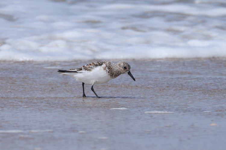 Calidris alba: Bild 10