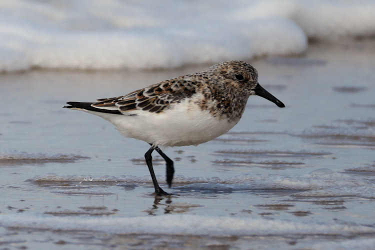 Calidris alba: Bild 11