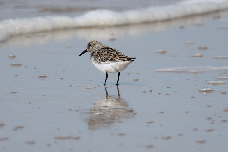 Calidris alba: Bild 12
