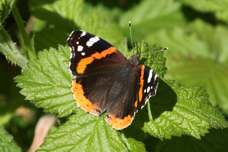 Vanessa atalanta: Bild 12