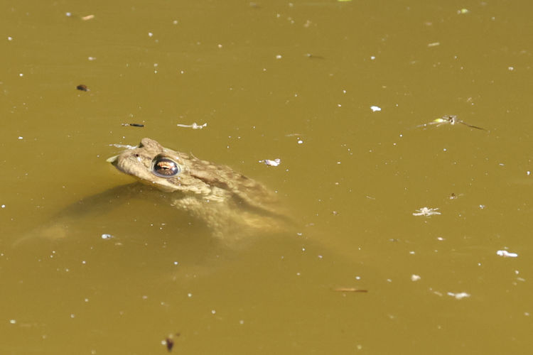 Bufo bufo: Bild 9